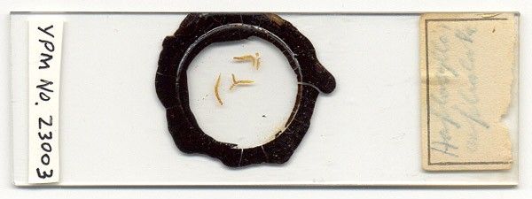 Haplosyllis cephalata image