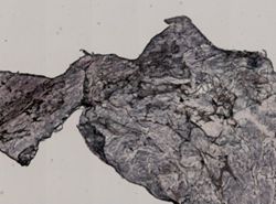 Vampyroteuthis infernalis image