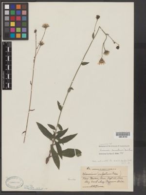Image of Hieracium canadense