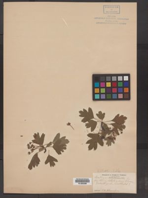 Crataegus apiifolia image