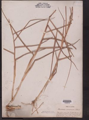Panicum amarum image