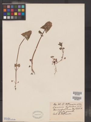 Lamium hybridum image