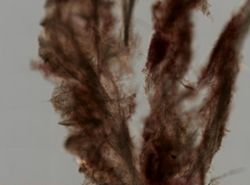 Phorbas amaranthus image