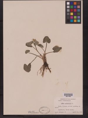 Caltha palustris image