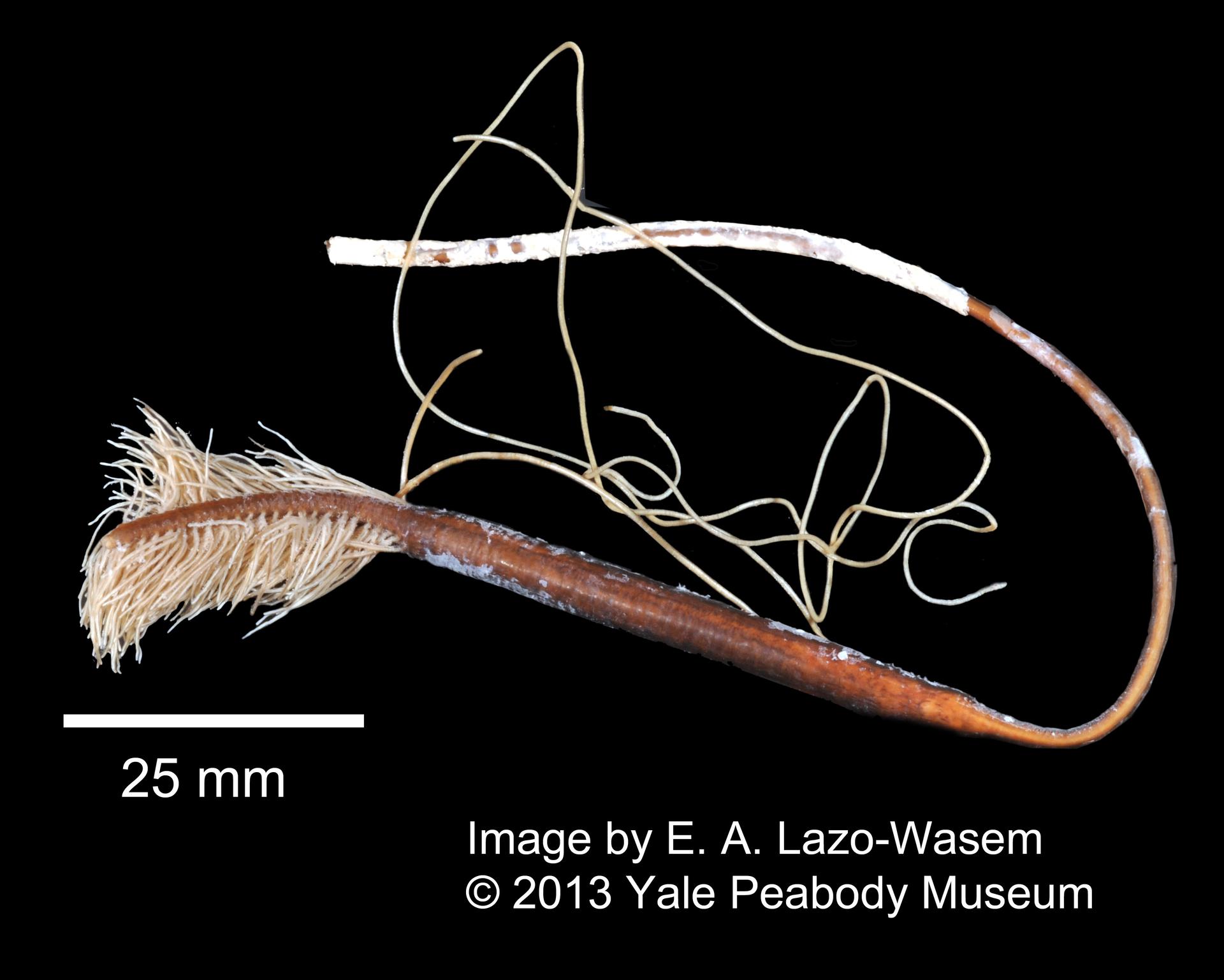 To Yale Peabody Museum of Natural History (YPM IZ 030291)