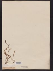 Image of Polystichum rupestris