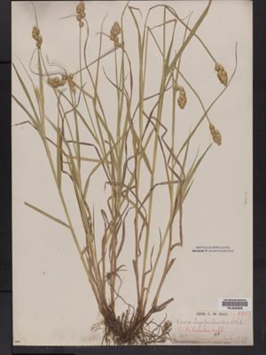 Carex tribuloides image