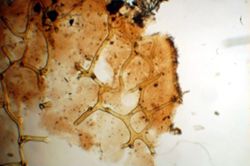 Aplysina cauliformis image