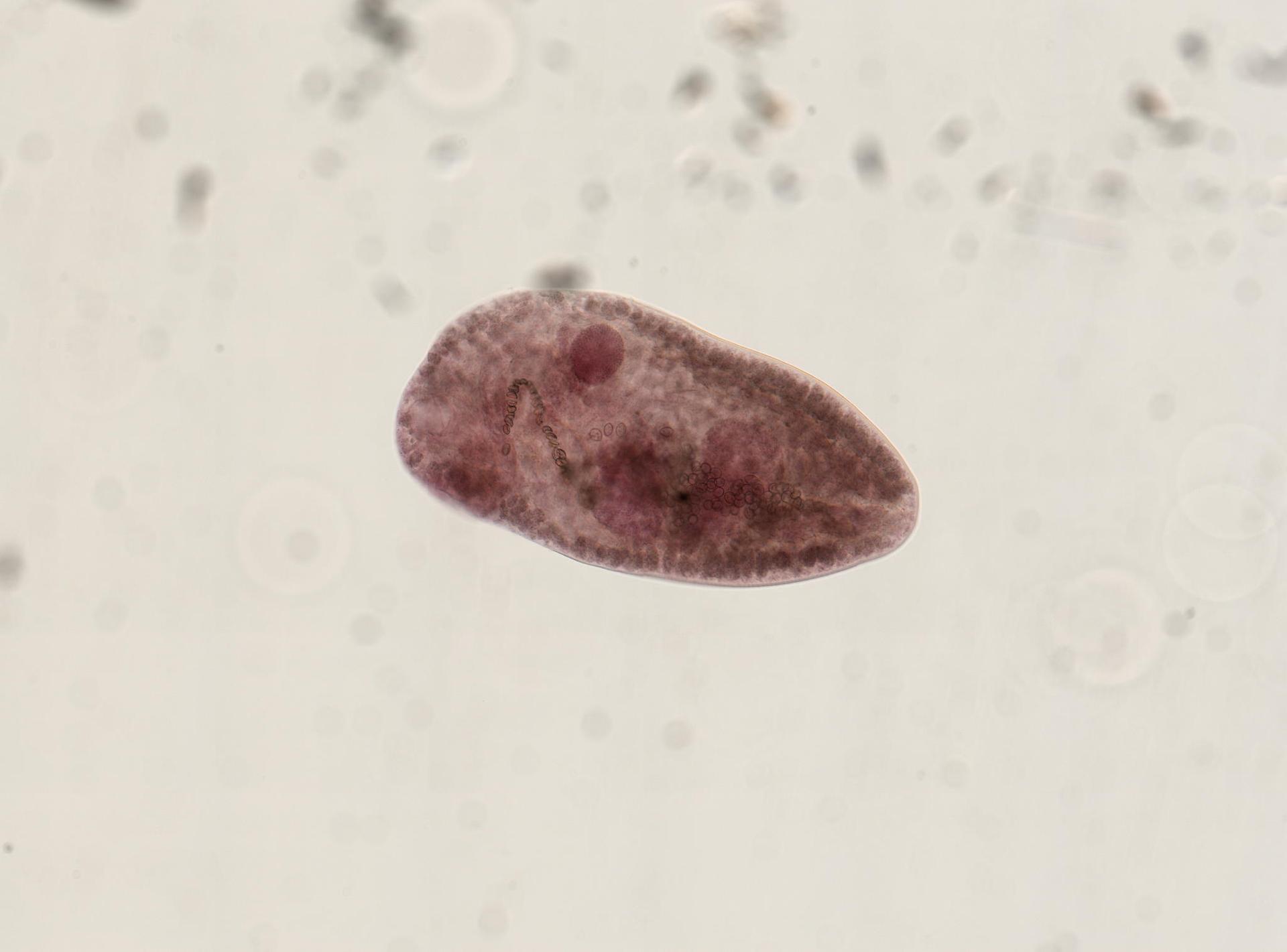 Plagiorchiidae image