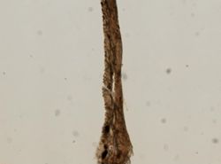 Hymedesmia arndti image