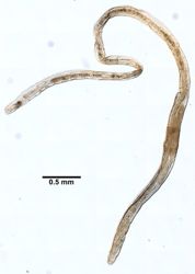 Lumbricillus codensis image