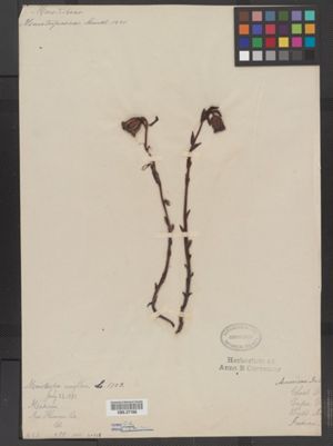Monotropa uniflora image