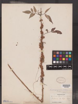 Image of Cuscuta polygonorum