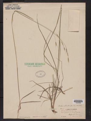 Image of Schizachne striata