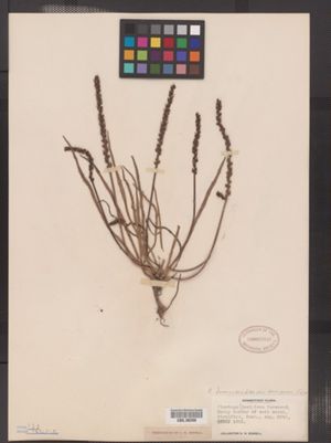 Plantago juncoides var. decipiens image