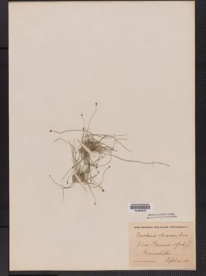 Eleocharis olivacea image
