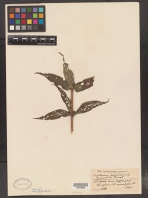 Eupatorium perfoliatum f. trifolium image