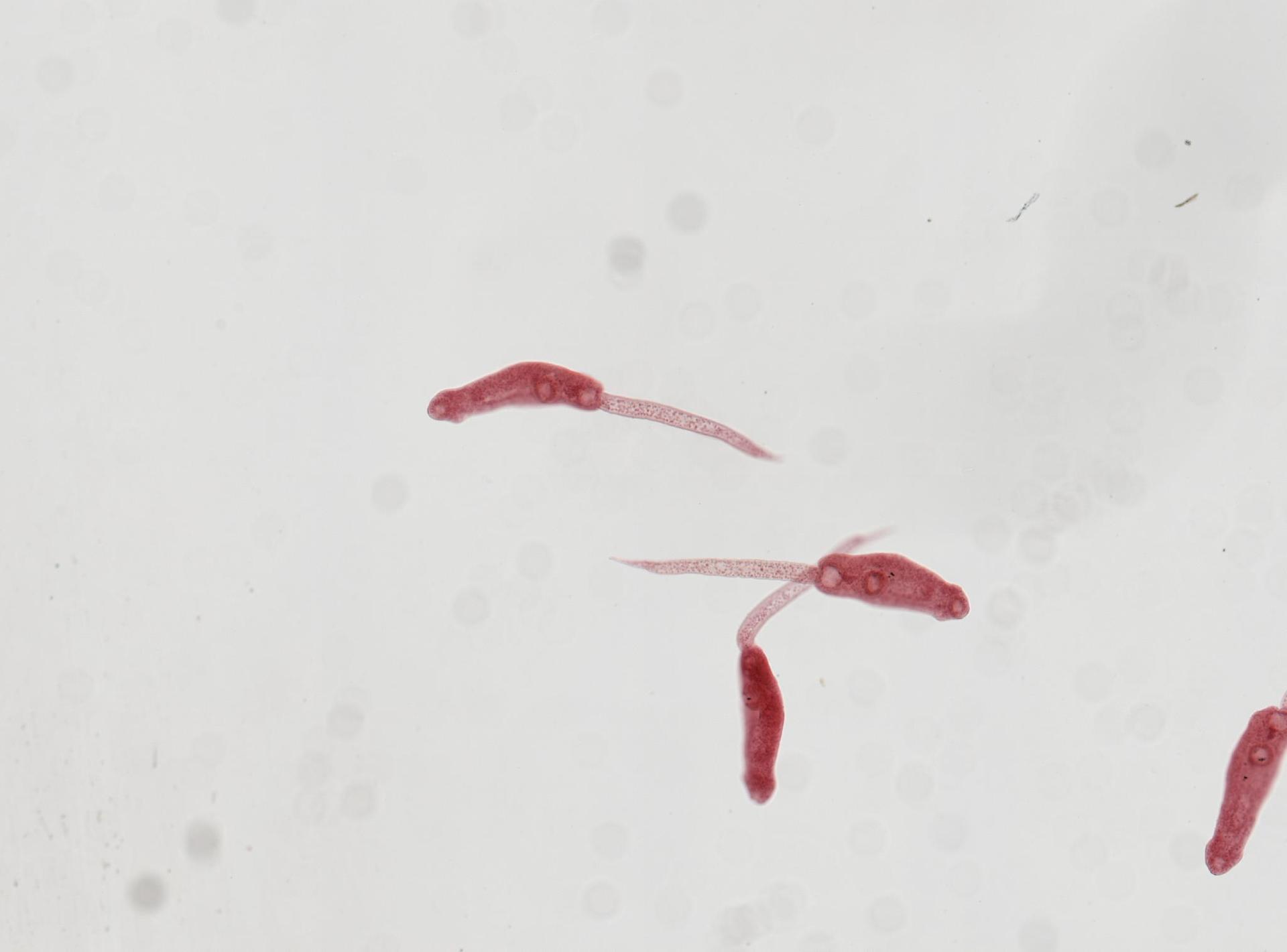 Echinostoma revolutum image
