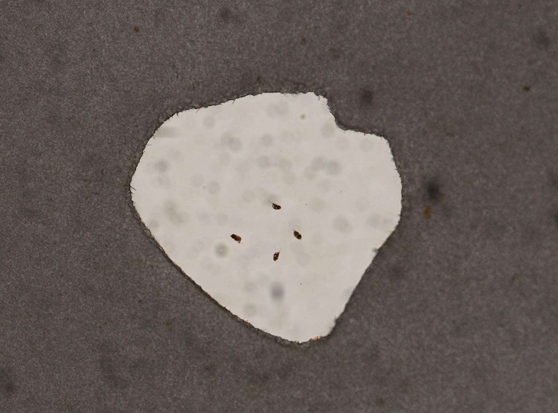 Cephalodella tachyphora image