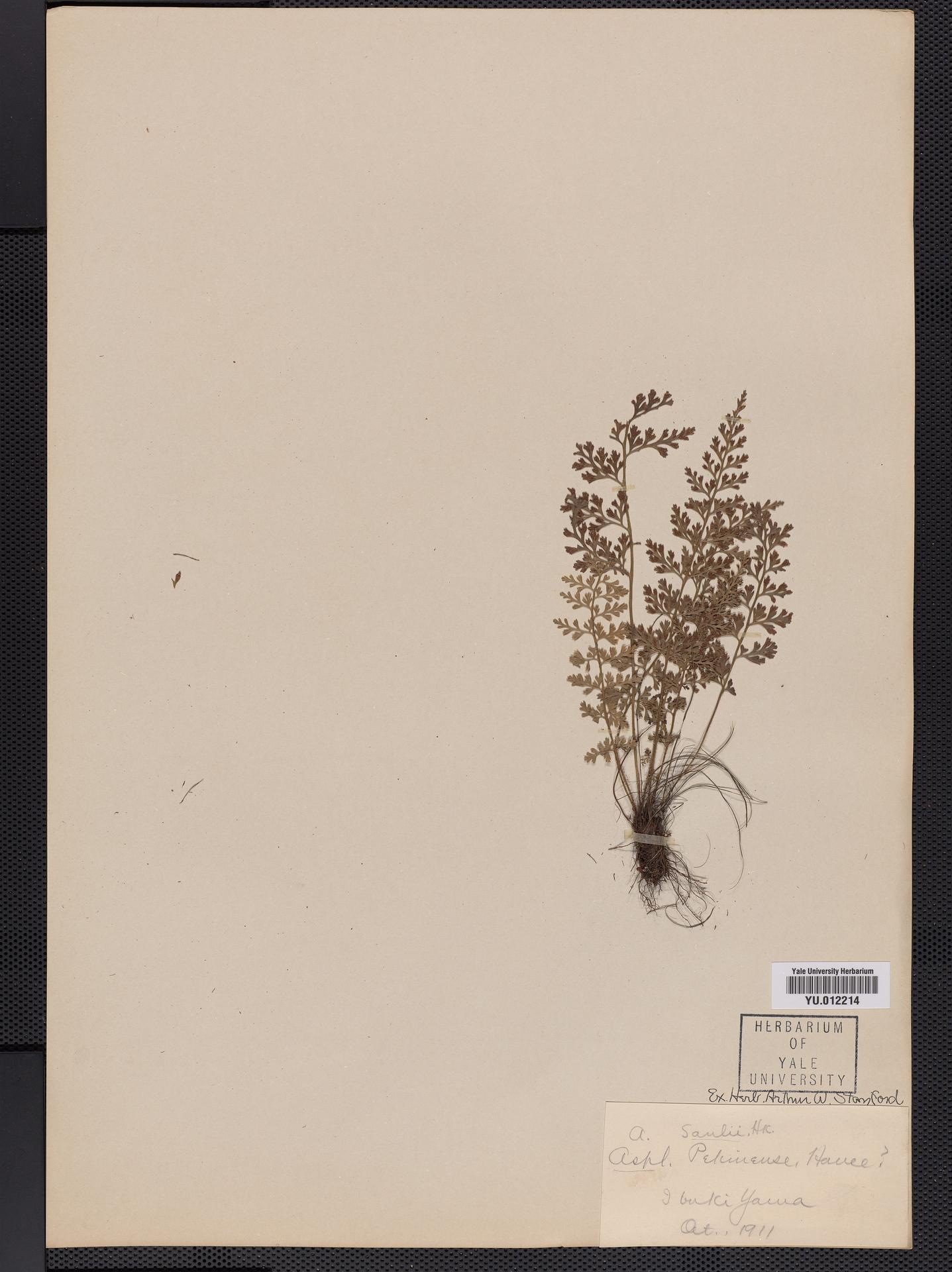 Asplenium sarelii subsp. sarelii image