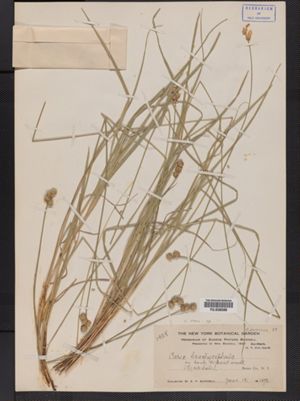 Carex brachycephala image
