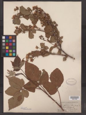 Rubus floricomus image