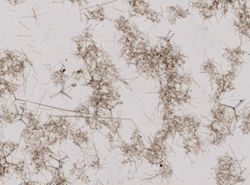 Ceratoporella nicholsoni image