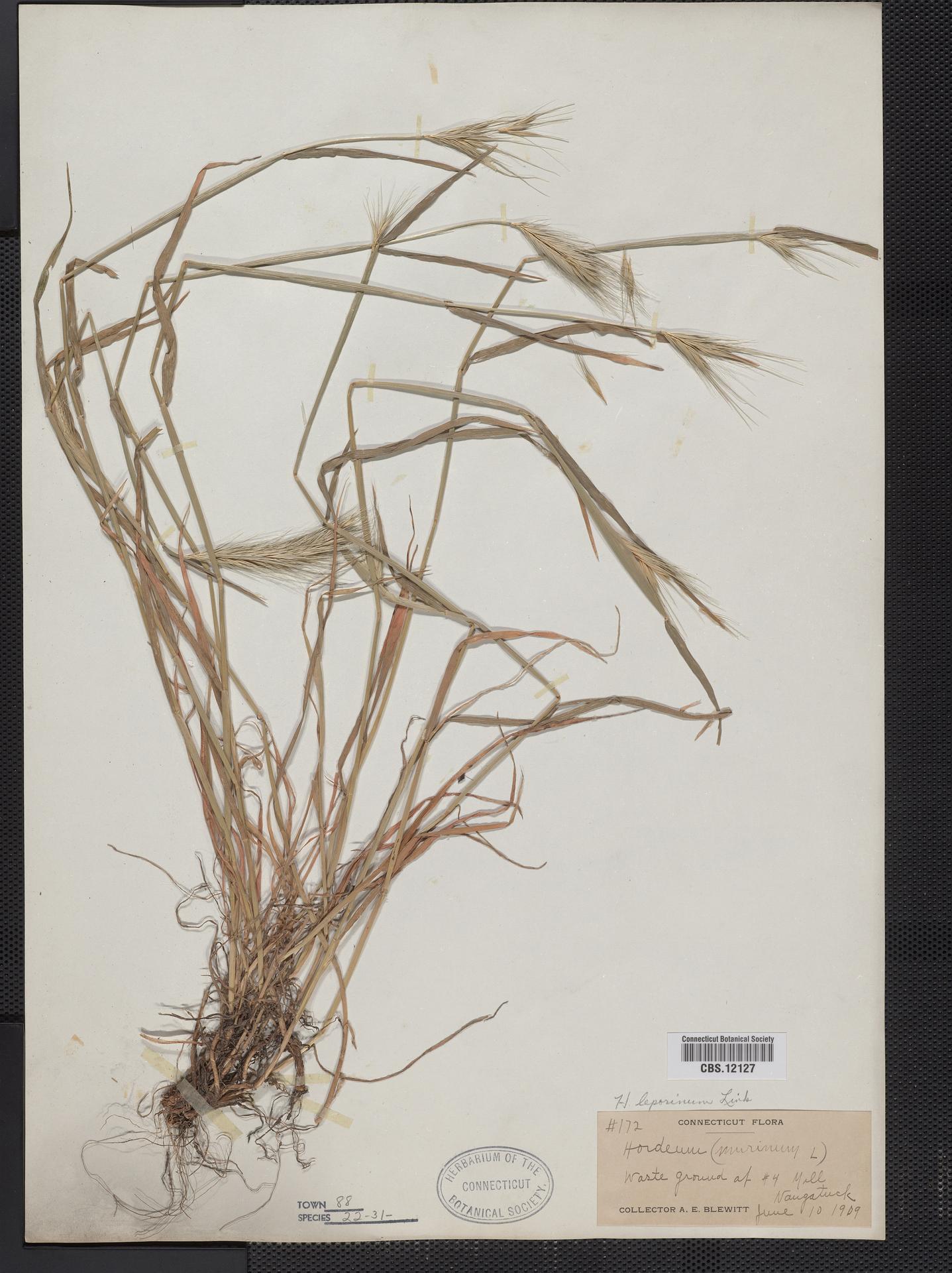 Hordeum murinum ssp. leporinum image