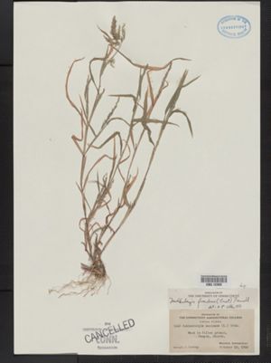 Muhlenbergia mexicana f. ambigua image