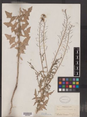 Image of Sisymbrium loeselii