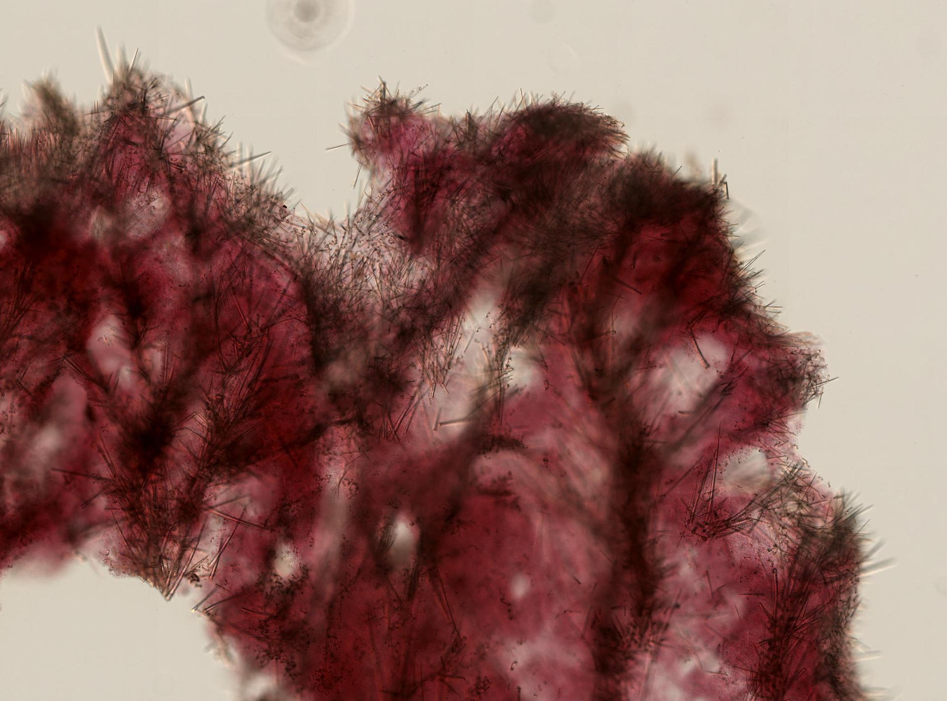 Clathria spongigartina image