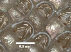 Steginoporella magnilabris image