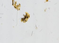 Clathria spinosa image
