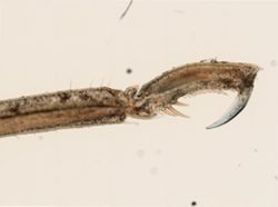 Anoplodactylus lentus image