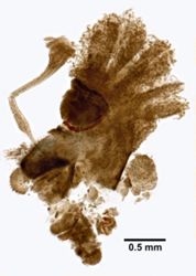 Cephalodiscus nigrescens image