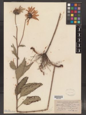 Helianthus pauciflorus ssp. subrhomboideus image