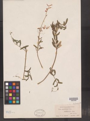 Vicia grandiflora image