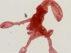 Enoplobranchus sanguineus image