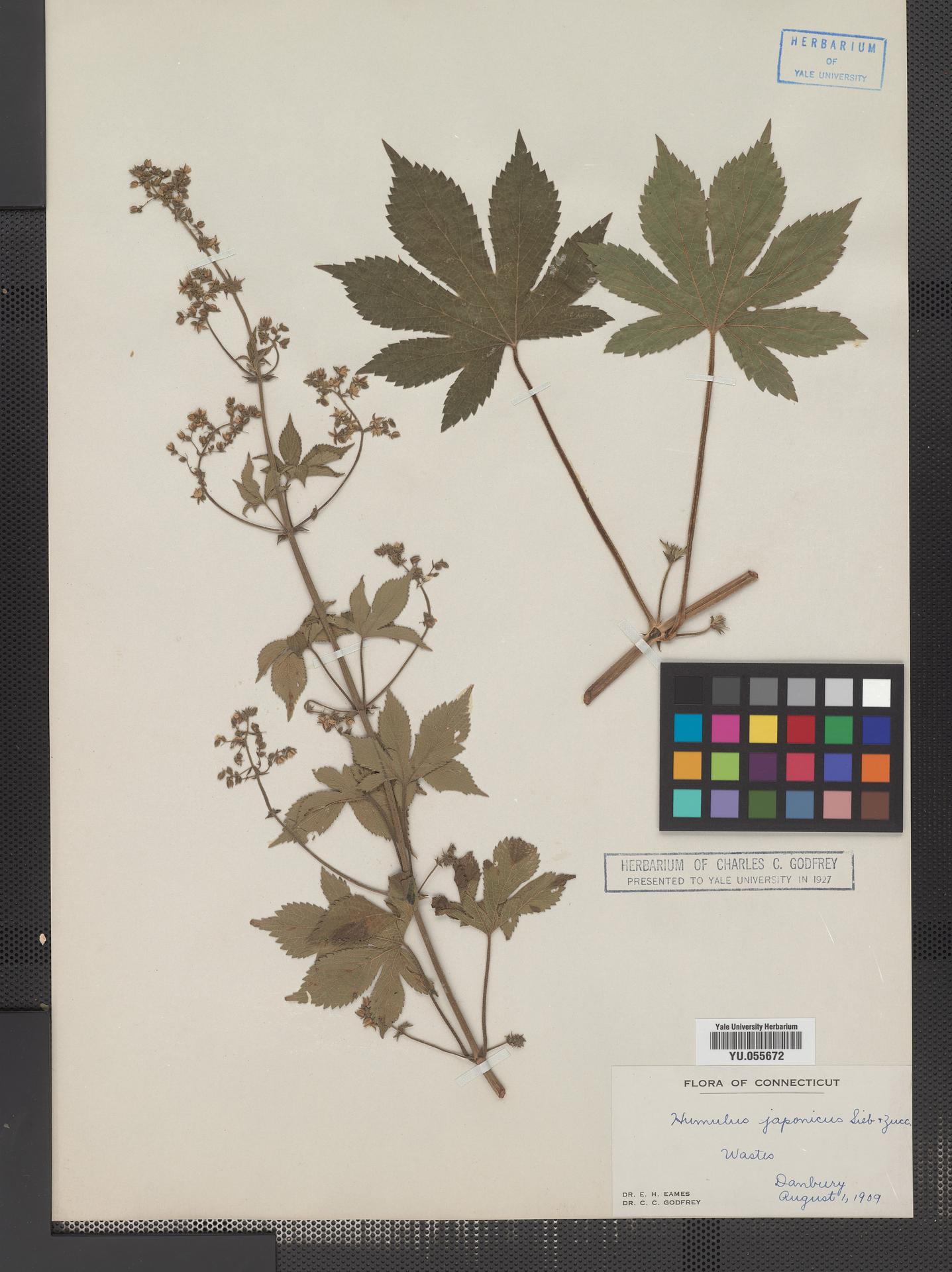 Cannabaceae image
