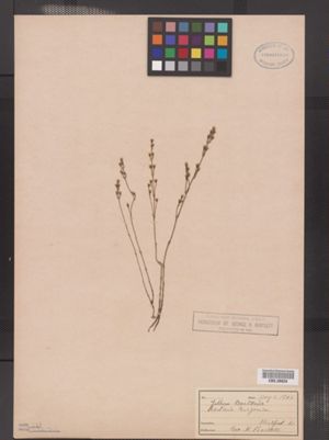 Bartonia virginica image