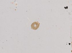 Chuniella lanceolata image