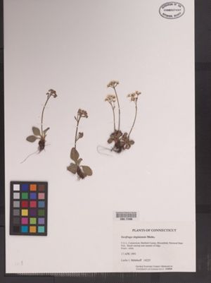 Saxifraga virginiensis image