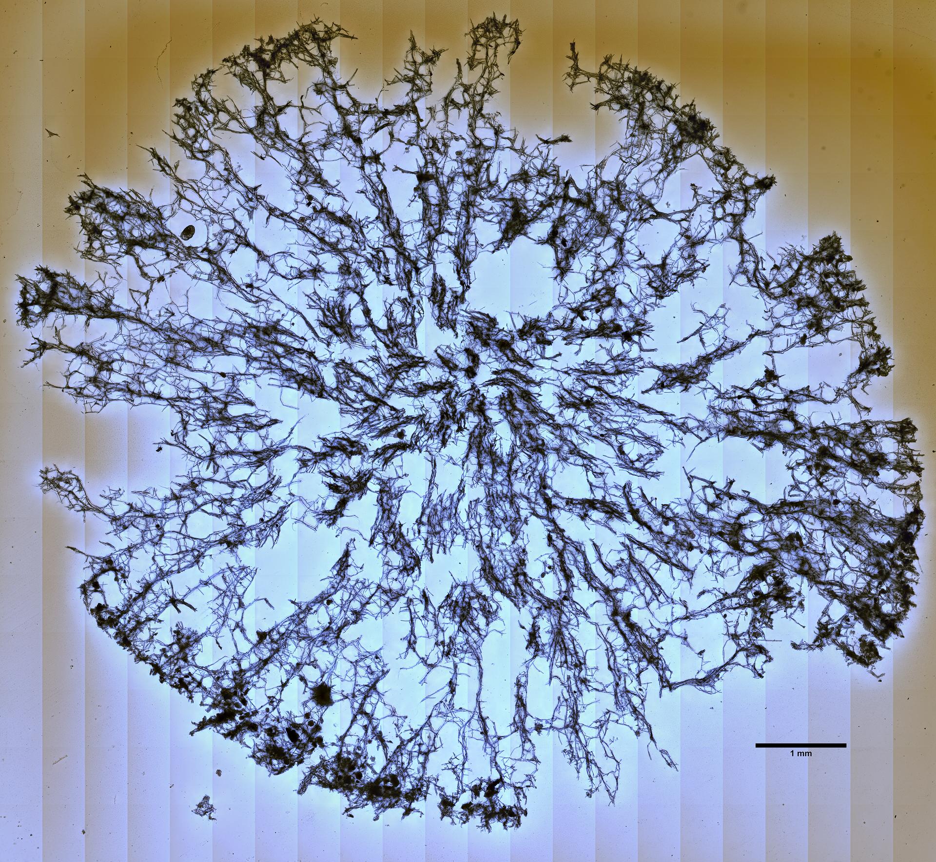 Amphimedon nanaspiculata image