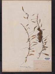 Elaphoglossum feei image