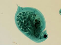 Daphnia pulex image