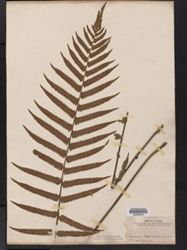 Christella dentata image