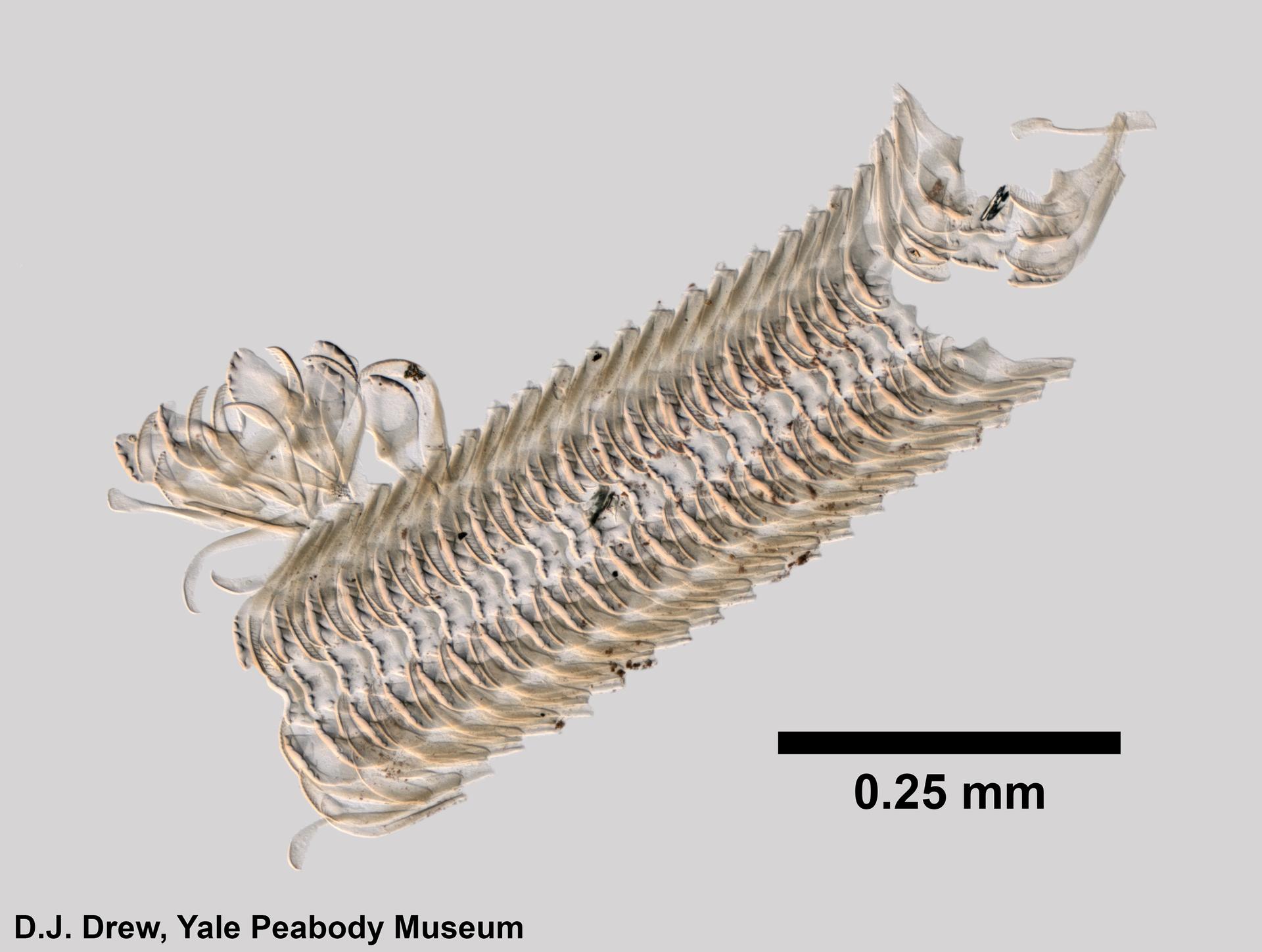 To Yale Peabody Museum of Natural History (YPM IZ 091216)