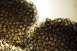 Placospongia carinata image