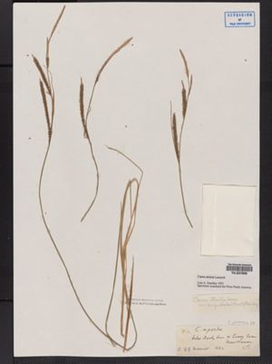 Carex stricta var. angustata image