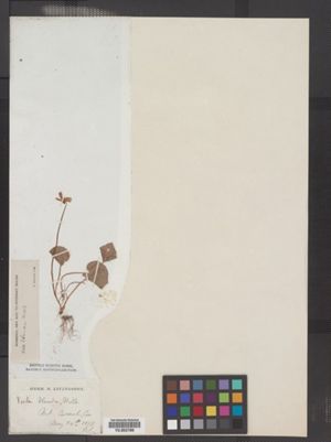 Viola blanda image